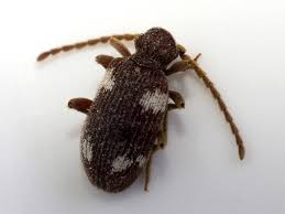 Attēlu rezultāti vaicājumam “Ptinus sp.”