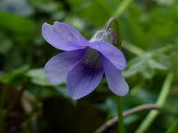 Attēlu rezultāti vaicājumam “Viola reichenbachiana flower”