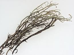 Attēlu rezultāti vaicājumam “Cladonia stygia”