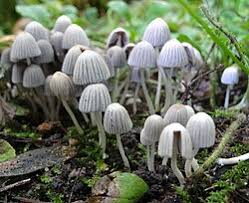 Attēlu rezultāti vaicājumam “Coprinus disseminatus”