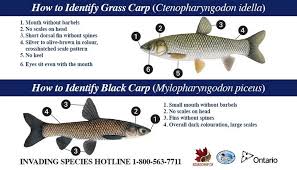 Image result for Mylopharyngodon piceus