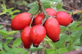 Attēlu rezultāti vaicājumam “Rosa subcanina”