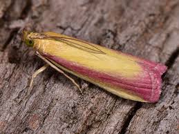 Attēlu rezultāti vaicājumam “Oncocera semirubella”