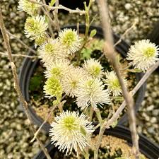 Attēlu rezultāti vaicājumam “Fothergilla major”