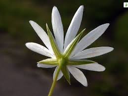 Attēlu rezultāti vaicājumam “Stellaria graminea”