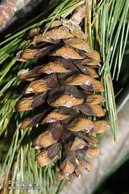 Attēlu rezultāti vaicājumam “Pinus peuce”