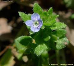 Attēlu rezultāti vaicājumam “Veronica arvensis”