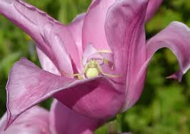 Attēlu rezultāti vaicājumam “Misumena vatia”