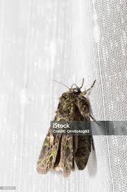 Attēlu rezultāti vaicājumam “Trachea atriplicis”