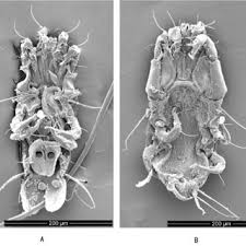 Attēlu rezultāti vaicājumam “Poecilochirus sp.”