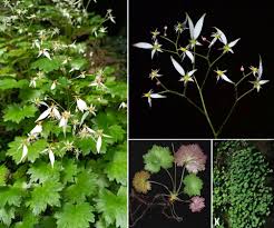 Attēlu rezultāti vaicājumam “Saxifragaceae”