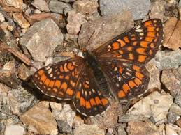 Attēlu rezultāti vaicājumam “Euphydryas maturna”