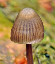 Attēlu rezultāti vaicājumam “Mycena stipata”