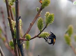 Attēlu rezultāti vaicājumam “Salix aurita bud”