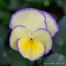 Image result for Viola cornuta