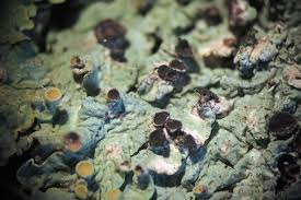 Attēlu rezultāti vaicājumam “Xanthoriicola physciae”