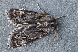 Attēlu rezultāti vaicājumam “Brachionycha nubeculosa”