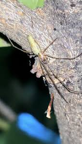 Attēlu rezultāti vaicājumam “Tetragnatha montana”