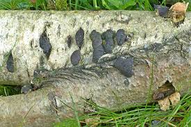 Attēlu rezultāti vaicājumam “Hypoxylon multiforme”