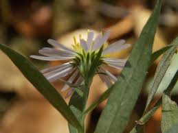 Image result for Aster lanceolatus