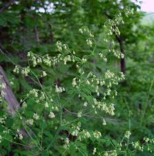 Attēlu rezultāti vaicājumam “Thalictrum”