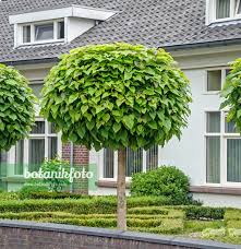 Attēlu rezultāti vaicājumam “Catalpa”