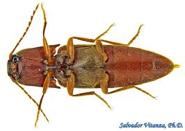 Attēlu rezultāti vaicājumam “Elateridae”