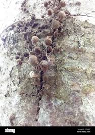 Attēlu rezultāti vaicājumam “Phleogena faginea young”