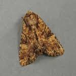 Attēlu rezultāti vaicājumam “Apamea epomidion”