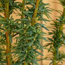 Attēlu rezultāti vaicājumam “Taxus”