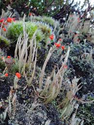 Attēlu rezultāti vaicājumam “Cladonia floerkeana”