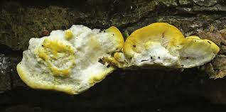 Attēlu rezultāti vaicājumam “Antrodiella serpula”