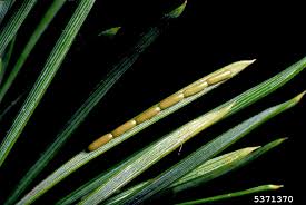 Attēlu rezultāti vaicājumam “Acantholyda posticalis”