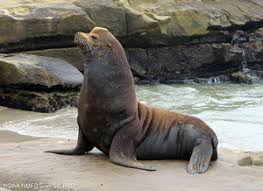 Image result for Zalophus californianus