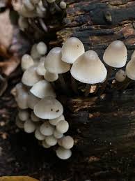 Attēlu rezultāti vaicājumam “Mycena filopes”