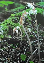 Attēlu rezultāti vaicājumam “Epipogium aphyllum”