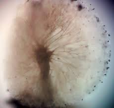 Attēlu rezultāti vaicājumam “Lamproderma pseudomaculatum macro”