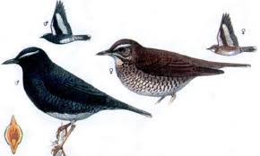 Image result for Zoothera sibirica