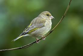 Attēlu rezultāti vaicājumam “Chloris chloris female”