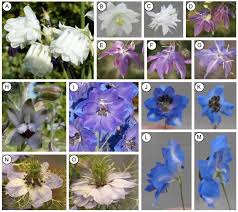 Attēlu rezultāti vaicājumam “Ranunculaceae”