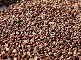 Attēlu rezultāti vaicājumam “Galium schultesii fruit”