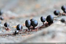 Attēlu rezultāti vaicājumam “Lamproderma pseudomaculatum”