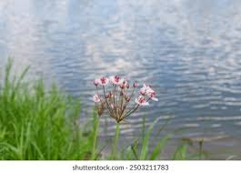 Attēlu rezultāti vaicājumam “Butomaceae”