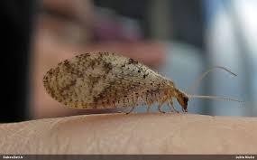 Attēlu rezultāti vaicājumam “Hemerobius perelegans”