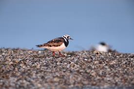 Attēlu rezultāti vaicājumam “Arenaria interpres adult”