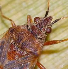 Attēlu rezultāti vaicājumam “Kleidocerys resedae”