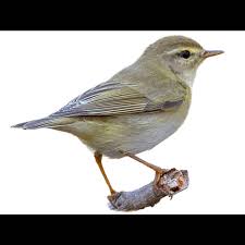 Image result for Phylloscopus ibericus