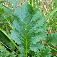 Attēlu rezultāti vaicājumam “Jacobaea vulgaris leaf”