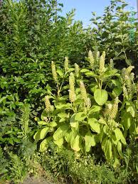 Attēlu rezultāti vaicājumam “Phytolacca acinosa”