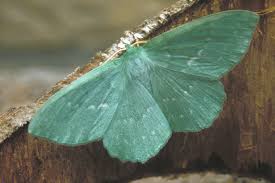 Attēlu rezultāti vaicājumam “Geometra papilionaria”